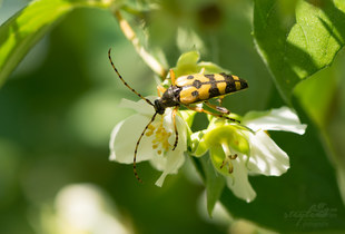 Gefleckter Schmalbock