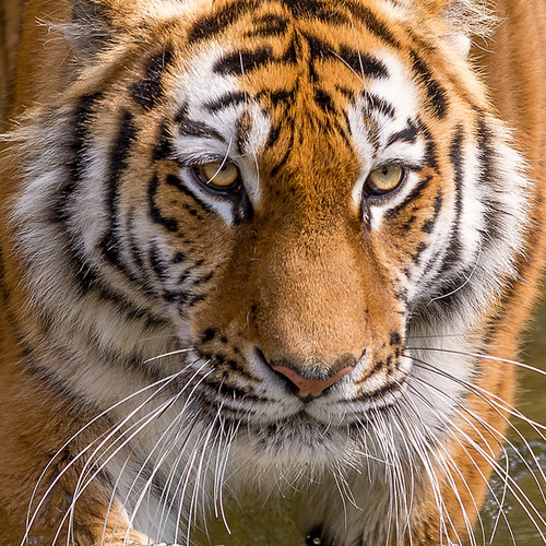 Sibirischer Tiger