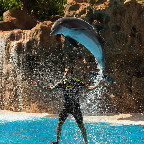 Delfinshow