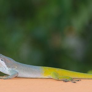 Echse, Anolis