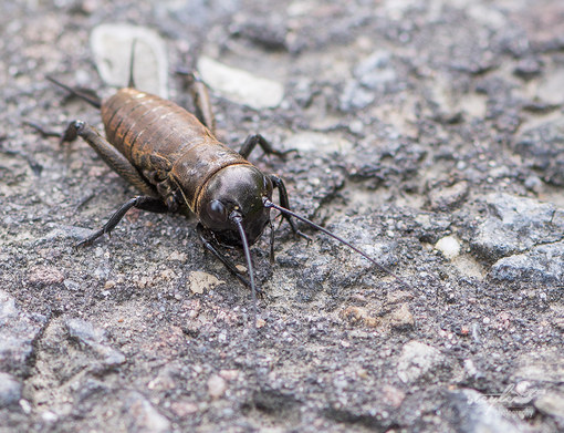 Feldgrille (Nymphe) - Gryllus campestris