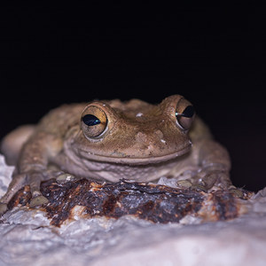 Grasfrosch