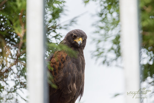 Ein Bussard?