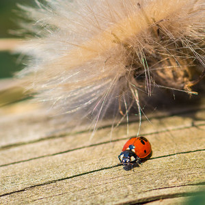 Marienkäfer - Coccienellidae