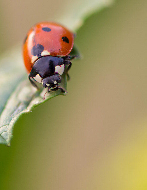 Marienkäfer - Coccienellidae