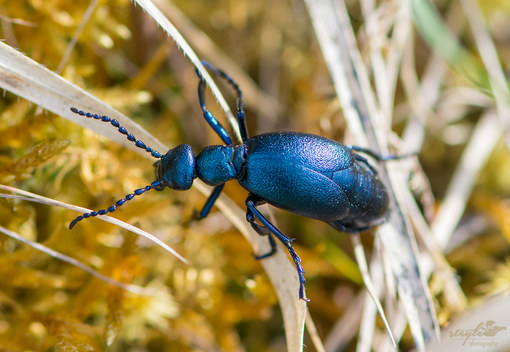 Blauschimmernder Maiwurmkäfer - Meloe autumnalis