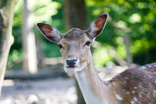 Reh im Wildpark Bad Mergentheim