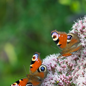 Zwei Tagpfauenauge - Aglais io