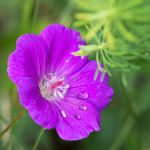 Blume